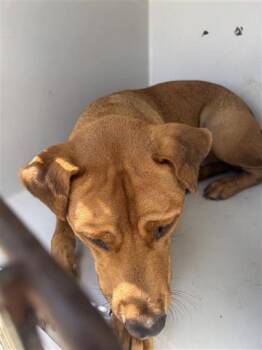 Rescue Labrador Retriever Dogs for Adoption in Houston, Texas - A644378 | PetCurious