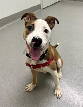 Pit Bull Terrier and Border Collie Dogs Available for Adoption in San Francisco, California - FLORA | PetCurious