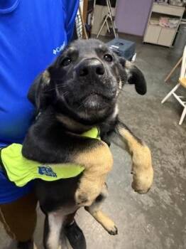 Greta -  Mixed Breed Dog for Adoption in West Chester, Pennsylvania - Greta | PetCurious