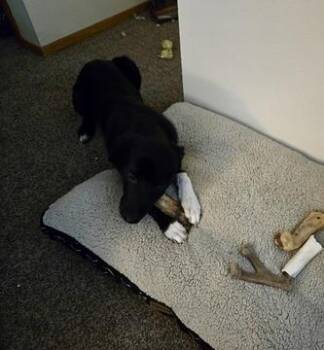 Rodger -  Mixed Breed Dog for Adoption in Minot, North Dakota - Rodger | PetCurious