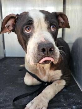 American Staffordshire Terrier Dogs Available for Adoption in San Antonio, Texas - DONNA N. COFFEE | PetCurious