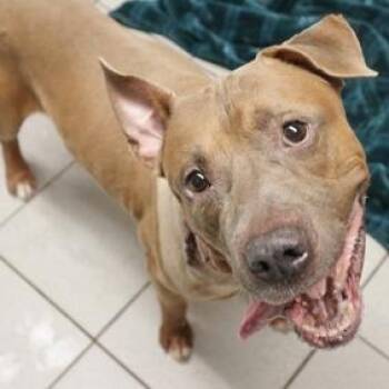 Mixed Breed Dogs Available for Adoption in Newark, New Jersey - Finny | PetCurious