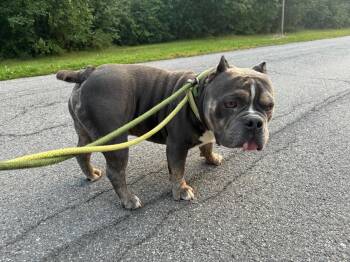 Chubby Checkers -  American Bulldog Dog for Adoption in Tonawanda, New York - Chubby Checkers | PetCurious
