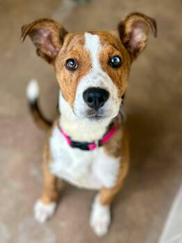 Chowder -  American Staffordshire Terrier Dog for Adoption in Tom Bean, Texas - Chowder | PetCurious