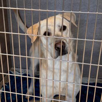 Labrador Retriever and Mixed Breed Dogs Available for Adoption - Chip | PetCurious