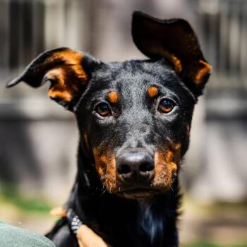 Black Labrador Retriever and Doberman Pinscher Dogs Available for Adoption in Incline Village, Nevada - Cheshire | PetCurious