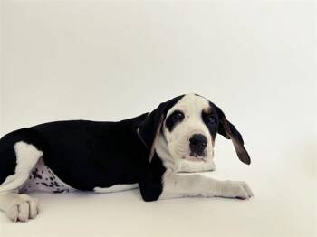 Terrier Dogs Available for Adoption in Brentwood, Missouri - ORIEN | PetCurious