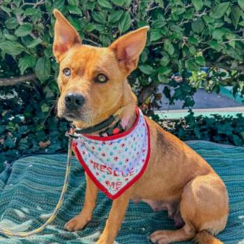 Australian Cattle Dog Blue Heeler and Mixed Breed Dogs Available for Adoption - COOKIE | PetCurious