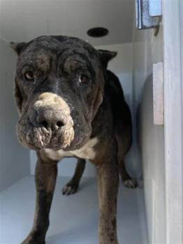 Rescue American Bulldog and Pit Bull Terrier Dogs for Adoption in Houston, Texas - A643500 | PetCurious