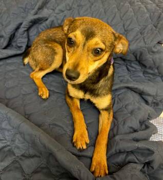 Chihuahua Dogs Available for Adoption in Cranston, Rhode Island - Blossom In TX | PetCurious