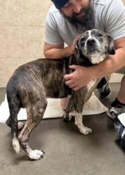 Toby -  Hound Dog for Adoption in Elmhurst, Illinois - Toby | PetCurious