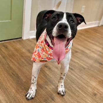 June Summer Makes You Smile -  Pit Bull Terrier and Labrador Retriever Dog for Adoption in Friendswood, Texas - June Summer Makes You Smile | PetCurious