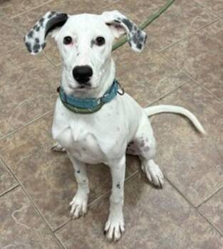 Reilly -  Hound and Dalmatian Dog for Adoption in Littleton, Colorado - Reilly | PetCurious