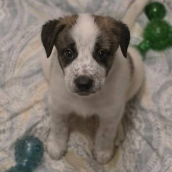 Weezer -  Mixed Breed Dog for Adoption in Fredericksburg, Virginia - Weezer | PetCurious