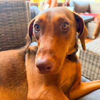 Daphne -  Doberman Pinscher and Rhodesian Ridgeback Dog for Adoption in Warren, Rhode Island - Daphne | PetCurious