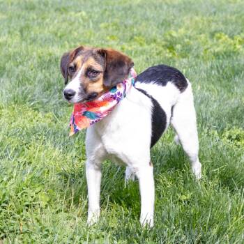 Beagle Dogs Available for Adoption in West Grove, Pennsylvania - Rosie (Female)   Avail  5/23 | PetCurious