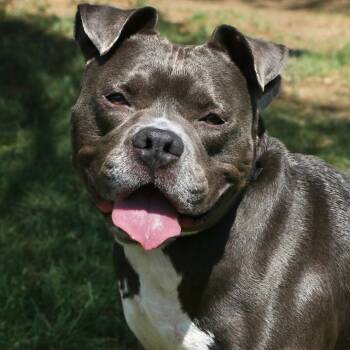 Thor -  Mixed Breed Dog for Adoption in Allentown, Pennsylvania - Thor | PetCurious