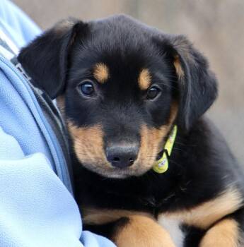 Rottweiler and Shepherd Dogs Available for Adoption - Zoom (AO35890) | PetCurious