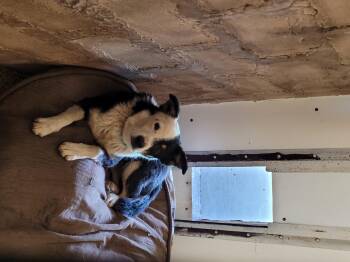 Australian Cattle Dog Blue Heeler Dogs Available for Adoption in Lacombe, Alberta - Macaroni | PetCurious