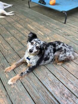 Finn -  Australian Shepherd Dog for Adoption in Lakemont, Georgia - Finn | PetCurious
