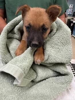 Rescue German Shepherd Dog Dogs for Adoption in Riverside, California - MANDA | PetCurious