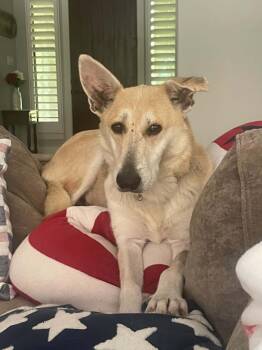 Libby -  German Shepherd Dog Dog for Adoption in Houston, Texas - Libby | PetCurious