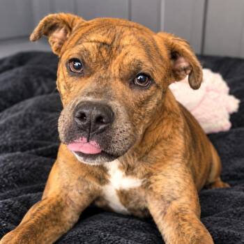 Tonka -  Boxer and Mixed Breed Dog for Adoption in Pulaski, Tennessee - Tonka | PetCurious