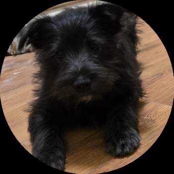 Brooke -  Schnauzer Dog for Adoption in Suffolk, Virginia - Brooke | PetCurious