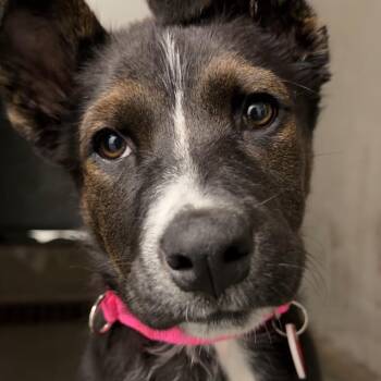 Darla A2282312 -  Border Collie and Mixed Breed Dog for Adoption in Middletown, New York - Darla A2282312 | PetCurious