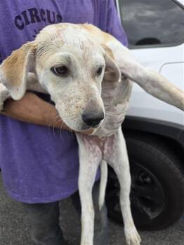 Labrador Retriever Dogs Available for Adoption - BUNNY | PetCurious