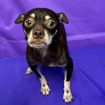Sienna 2 -  Chihuahua and Mixed Breed Dog for Adoption in North Myrtle Beach, South Carolina - Sienna 2 | PetCurious