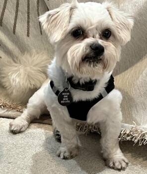 OTIS -  Shih Tzu and Maltese Dog for Adoption in Fenton, Michigan - OTIS | PetCurious