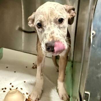 Rescue Hound and Mixed Breed Dogs for Adoption in West Chester, Pennsylvania - Chex | PetCurious