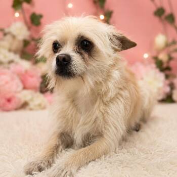 Biscuit 54323 -  Terrier Dog for Adoption in Las Vegas, Nevada - Biscuit 54323 | PetCurious