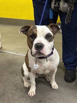 Rescue Terrier and Pit Bull Terrier Dogs for Adoption - PABLO | PetCurious