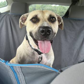 Rescue Black Mouth Cur and American Staffordshire Terrier Dogs for Adoption in Cumming, Georgia - Piper | PetCurious