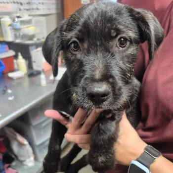 Lola Bunny -  Terrier Dog for Adoption in Yuma, Arizona - Lola Bunny | PetCurious