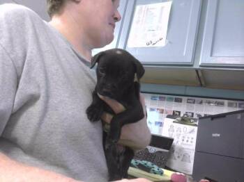 THELMA -  Pit Bull Terrier Dog for Adoption in Tallahassee, Florida - THELMA | PetCurious