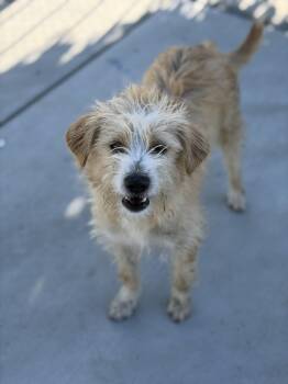 Lexo -  Terrier Dog Available for Adoption in Corona, California - Lexo | PetCurious