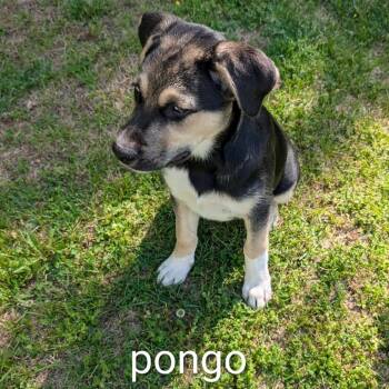 Mixed Breed Dogs Available for Adoption in Marion, Illinois - Pongo | PetCurious