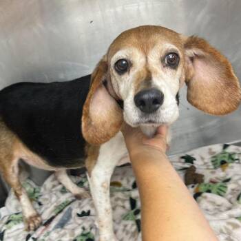 Penny -  Mixed Breed Dog for Adoption in Fredericksburg, Virginia - Penny | PetCurious