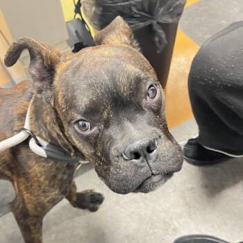 Shnoodle -  Boxer Dog for Adoption in Philadelphia, Pennsylvania - Shnoodle | PetCurious