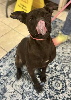 Butters -  American Staffordshire Terrier Dog for Adoption in Chesterfield, South Carolina - Butters | PetCurious