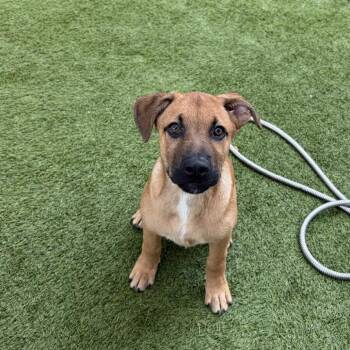 Grizzly -  Mixed Breed Dog for Adoption in Loxahatchee Groves, Florida - Grizzly | PetCurious