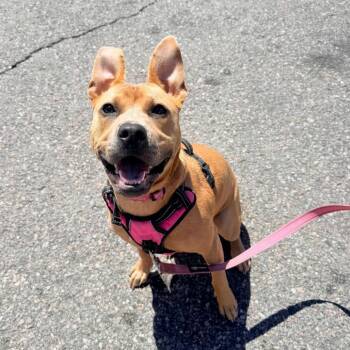 963 (2026) Tula -  Pit Bull Terrier and Chow Chow Dog for Adoption in Parker, Colorado - 963 (2026) Tula | PetCurious