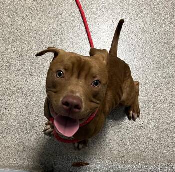 Zig -  Pit Bull Terrier Dog for Adoption in Troy, Ohio - Zig | PetCurious