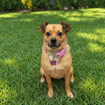 Oakley -  Pug and Mixed Breed Dog for Adoption in Jefferson Hills, Pennsylvania - Oakley | PetCurious