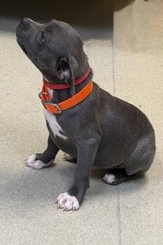 Millie -  Mixed Breed Dog for Adoption in Maryville, Tennessee - Millie | PetCurious