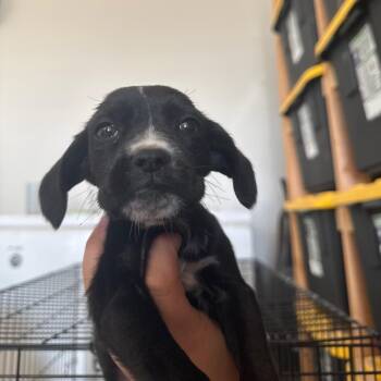 Mixed Breed Dogs Available for Adoption in Tonopah, Arizona - Snickers | PetCurious