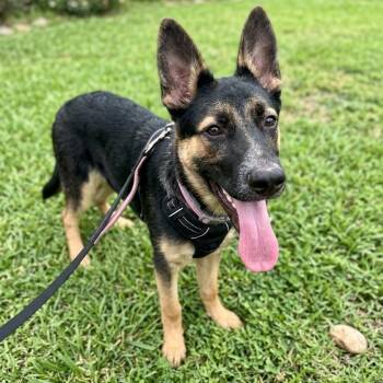 Sweet Ivy -  German Shepherd Dog Dog for Adoption in Houston, Texas - Sweet Ivy | PetCurious